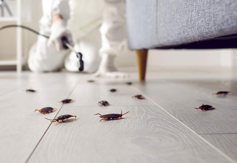 Disinfestazione scarafaggi